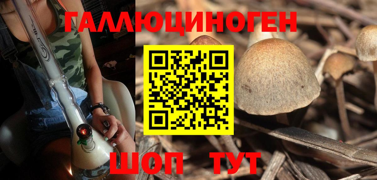 Мурино  Псилоцибиновые грибы GOLDEN TEACHER  Вход с VPN 